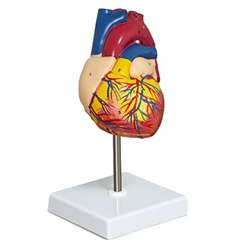 Модель сердца, состоящая из 2 частей, Роскошная анатомическая модель человеческого сердца в натуральную величину С 34 анатомическими структурами, анатомическое сердце