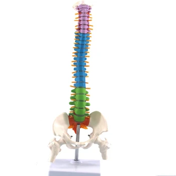 Цветной гибкий позвоночник Анатомический режим Модель позвоночника человека в натуральную величину с тазом бедренной кости 45 см с подставкой