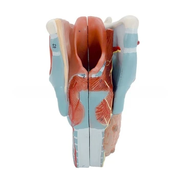 Модель Анатомии человеческого горла челнока, увеличенная в 2 раза, Учебная модель Анатомии горла, Реквизит для обучения