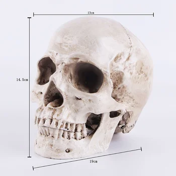 Имитационная смола 1: 1 Модель человеческого черепа, медицинская анатомическая трассировка, обучающая статуя для украшения Хэллоуина
