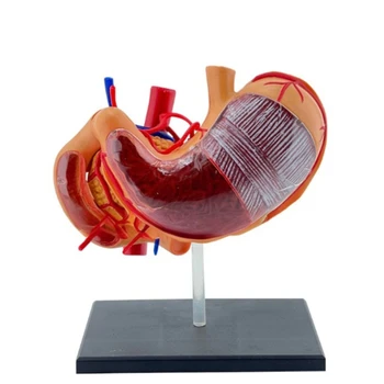 Научная модель анатомии желудка профессионалов J6PA из ПВХ Модель анатомии желудка из ПВХ для медицинских экзаменов и научных выставок