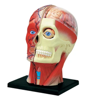 -Модель человеческого тела с торсом, обучающая Модель мышц головы, нервных органов для обучения студентов, модель сборки для учебы