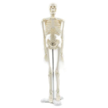 45 СМ Анатомическая Модель Скелета Человека Плакат Для Изучения Анатомии Модель Скелета Человека