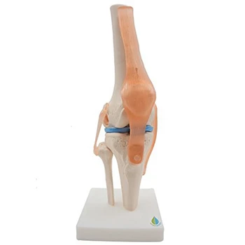 Анатомический коленный сустав Обучающая модель коленного сустава человека со связками, модель в натуральную величину