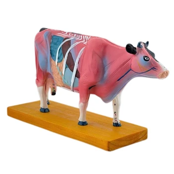 Анатомическая модель крупного рогатого скота для Иглоукалывания и Прижигания, Прямая Поставка Анатомической Модели Животного