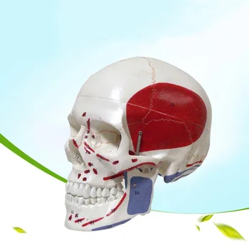 Модель черепа с мышцами, начинающимися с модели скелета В натуральную величину, Анатомическая модель черепа со съемной надписью Muscle System
