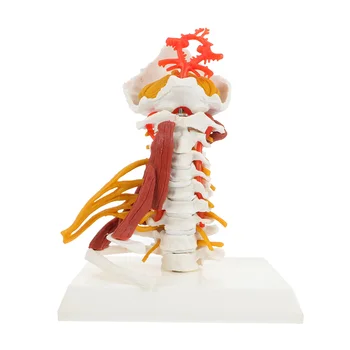 Анатомическая модель Скелета, Позвоночник, Обучение Позвоночнику, Шейный Отдел Съемный